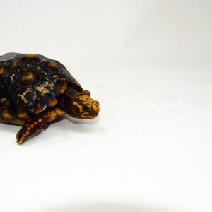 Brazilian Cherryhead Red Foot Tortoise Adult Female 22 - #BCRFTAF22