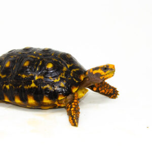 Brazilian Cherryhead Red Foot Tortoise Adult Female 3 - #BCRFTAF3