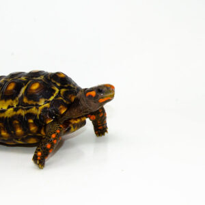 Brazilian Cherryhead Red Foot Tortoise Adult Female 4 - #4