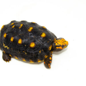 Brazilian Cherryhead Red Foot Tortoise Adult Female 5 - #5