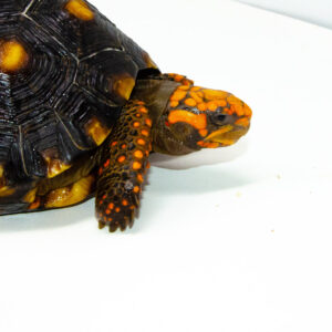 Brazilian Cherryhead Red Foot Tortoise Adult Female 6 - #BCRFTAF6