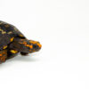 Brazilian Cherryhead Red Foot Tortoise Adult Female 7 - #BCRFTAF7