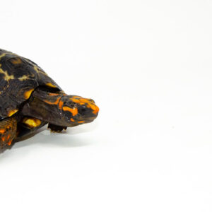 Brazilian Cherryhead Red Foot Tortoise Adult Female 7 - #BCRFTAF7