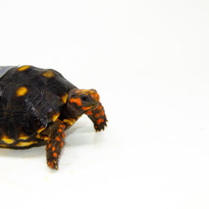 Brazilian Cherryhead Red Foot Tortoise Adult Female 8 - #BCRFTAF8