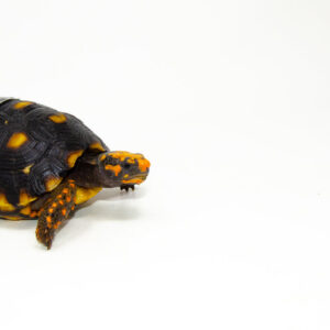 Brazilian Cherryhead Red Foot Tortoise Adult Female 9 - #BCRFTAF9