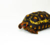 Brazilian Cherryhead Red Foot Tortoise Adult Male 1 - #BCRFTAM1