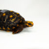Brazilian Cherryhead Red Foot Tortoise Adult Male 10 - #BCRFTAM10