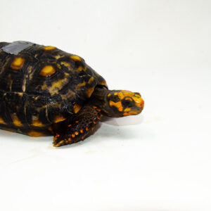Brazilian Cherryhead Red Foot Tortoise Adult Male 10 - #BCRFTAM10