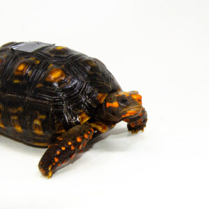 Brazilian Cherryhead Red Foot Tortoise Adult Male 11 - #BCRFTAM11