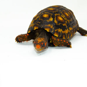 Brazilian Cherryhead Red Foot Tortoise Adult Male 2 - #BCRFTAM2