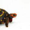 Brazilian Cherryhead Red Foot Tortoise Adult Male 3 - #BCRFTAM3