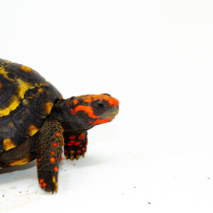 Brazilian Cherryhead Red Foot Tortoise Adult Male 3 - #BCRFTAM3