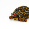 Brazilian Cherryhead Red Foot Tortoise Adult Male 4 - #BCRFTAM4