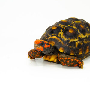 Brazilian Cherryhead Red Foot Tortoise Adult Male 4 - #BCRFTAM4