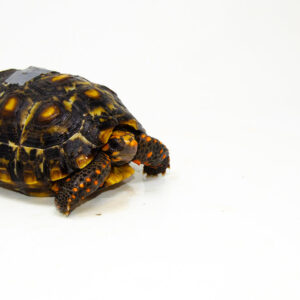 Brazilian Cherryhead Red Foot Tortoise Adult Male 5 - #BCRFTAM5