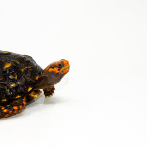 Brazilian Cherryhead Red Foot Tortoise Adult Male 6 - #BCRFTAM6