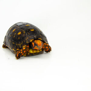 Brazilian Cherryhead Red Foot Tortoise Adult Male 7 - #BCRFTAM7