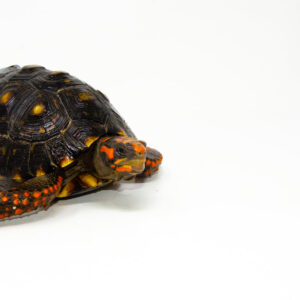 Brazilian Cherryhead Red Foot Tortoise Adult Male 8 - #BCRFTAM8