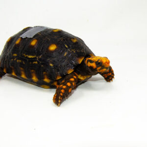 Brazilian Cherryhead Red Foot Tortoise Adult Male 9 - #BCRFTAM9