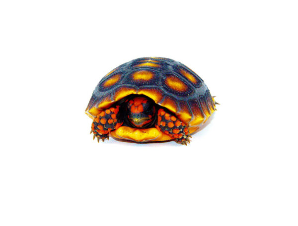 Brazilian Cherryhead Tortoise Baby