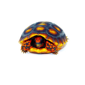 Brazilian Cherryhead Tortoise Baby (Chelonoidis carbonaria)