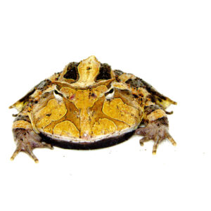 If you're searching for a bold, beautiful, and beastly amphibian to elevate your collection, look no further than Brazilian horned frog adults (Ceratophrys aurita).