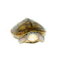 Brown Roofed Turtle