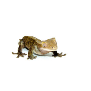 Known for their smooth coloration and calm personality, the buckskin crested gecko adult is a popular choice among reptile keepers seeking a mature, easy-to-care-for pet