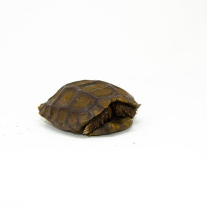 Burmese Brown Mountain Tortoise (4-5 inch) ( Manouria emys emys) - #BBMT1