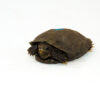 Burmese Brown Mountain Tortoise