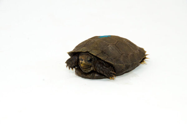 Burmese Brown Mountain Tortoise
