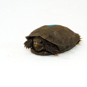 Burmese Brown Mountain Tortoise (Manouria emys)