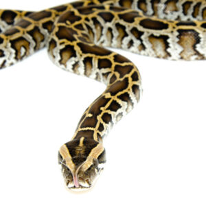Burmese Python (Python bivittatus)