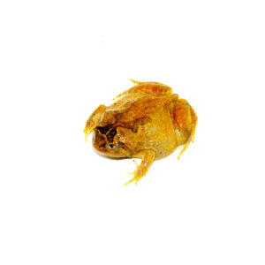 The Burmese squat frog (Calluella guttulatus) is a small, secretive, and truly unique amphibian that is beginning to catch the attention of frog enthusiasts worldwide