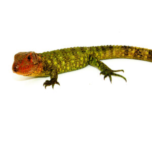 The caiman lizard babies (Dracaena guianensis) are captivating hatchlings prized for their armored scales and semi‑aquatic nature.