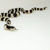California Kingsnake Adult Male (Lampropeltis getula californiae) - #CKAM1