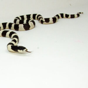 California Kingsnake Adult Male (Lampropeltis getula californiae) - #CKAM1
