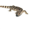 The cape banded white throat monitor (Varanus albigularis) is a robust and highly intelligent species native to southern Africa. Known for its striking banding and muscular build, it’s one of the more rewarding