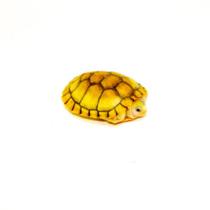 Caramel Pink Albino Red Eared Slider Turtle Sub Adult (Trachemys elegans)