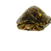 Central American Wood Turtle Adult (Rhinoclemmys manni)