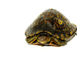 Central American Wood Turtle Adult (Rhinoclemmys manni)