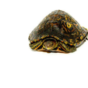 Central American Wood Turtle Adult (Rhinoclemmys manni)