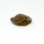 Central American Wood Turtle Babies (Rhinoclemmys manni)
