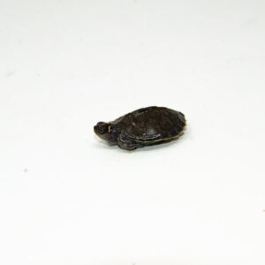 Charcoal Mississippi Map Turtle Baby