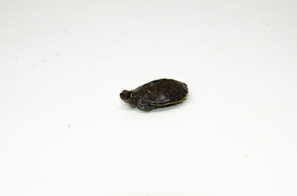 Charcoal Mississippi Map Turtle Baby