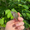Charcoal Penninsula Cooter Turtle Babies