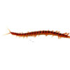 The cherry bomb centipede (Scolopendra dehaani) is a visually stunning, high-energy invertebrate prized for its deep red and black coloration,