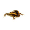 The chubby frog (kaoula pulchra)), also known as the Asian painted frog or Banded bullfrog, is one of the most popular amphibians in the pet trade