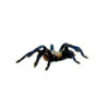 The Cobalt Blue Tarantula (Haplopelma lividum) is one of the most striking and sought-after tarantulas in the pet trade, known for its mesmerizing electric-blue legs and shy