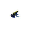 If you're a dart frog enthusiast or just beginning to explore the captivating world of exotic amphibians, cobalt poison dart frogs (Dendrobates tinctorius)